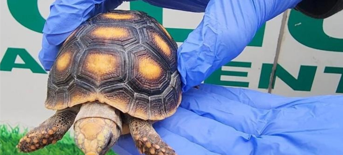 Policía incautó 22 especies de fauna silvestre en municipios del Valle de Aburrá