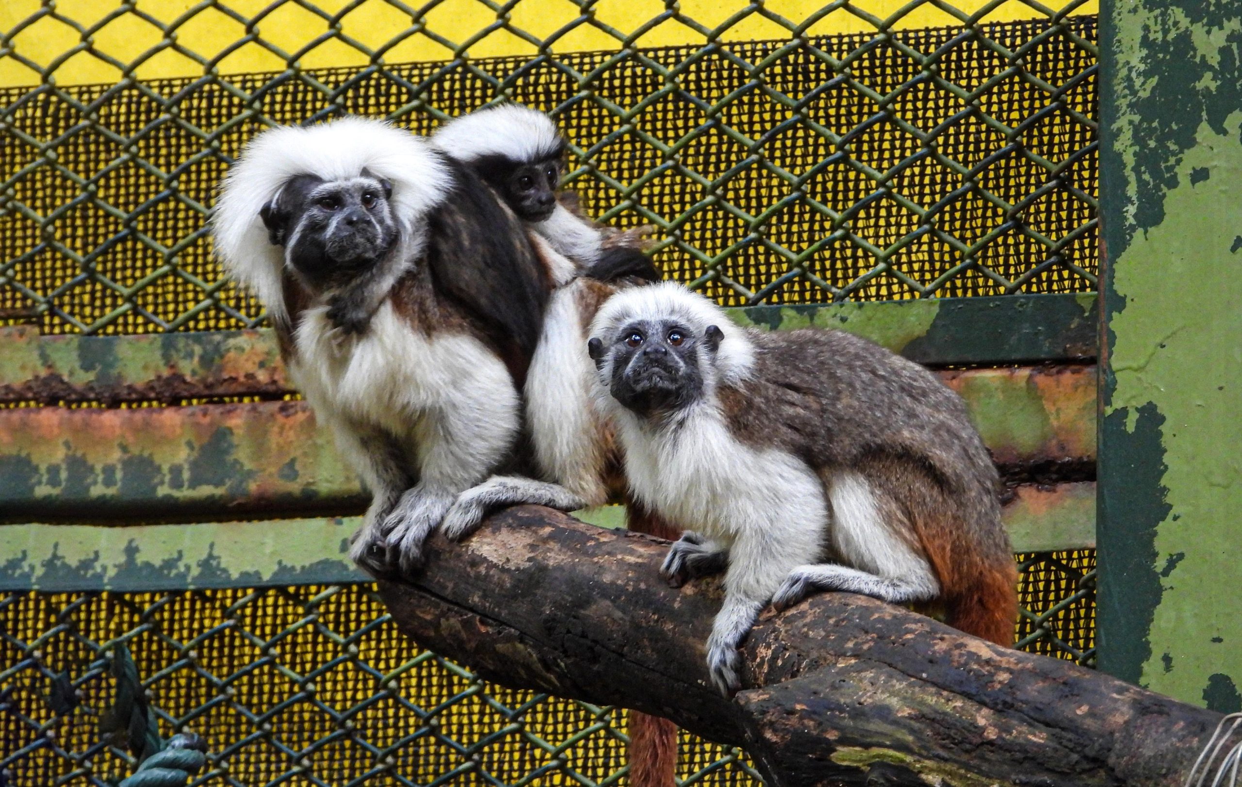 Día Mundial del Mono: un llamado urgente por la conservación de los primates en Colombia