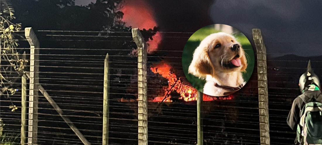 ¿Cómo cuidar a las mascotas por la contaminación atmosférica tras el incendio en Rionegro?