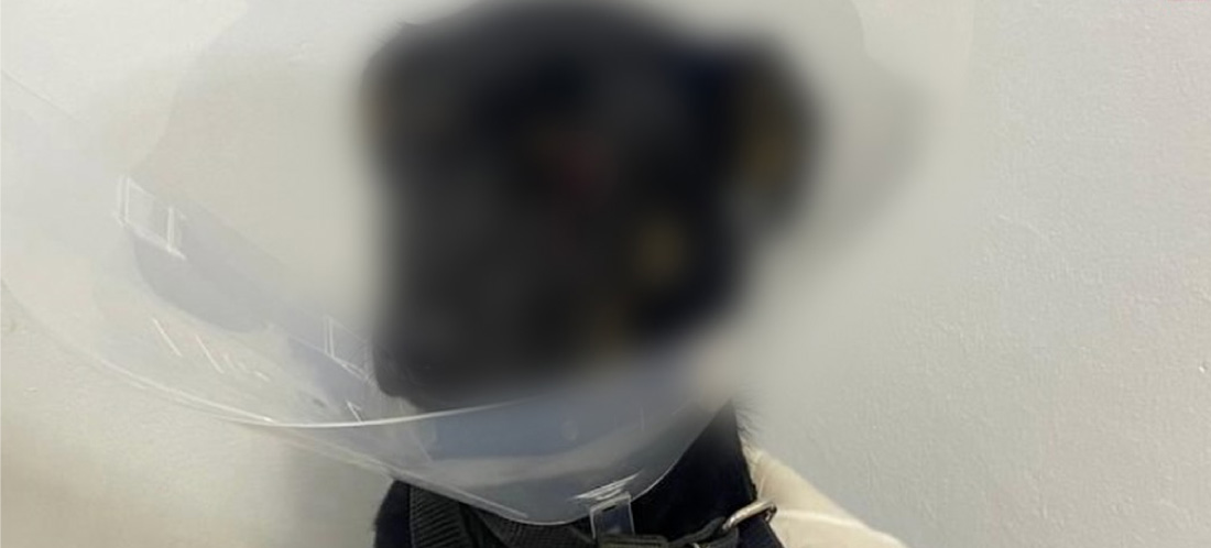 web-Condenan-a-dos-hombres-que-maltrataron-y-causaron-graves-afectaciones-a-sus-perros-en-Antioquia