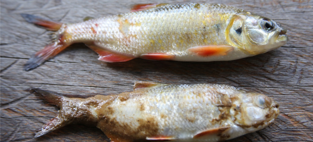 web-Denuncian-mortandad-de-sabaletas-en-el-río-Nare-en-Alejandría,-al-parecer,-por-un-hongo