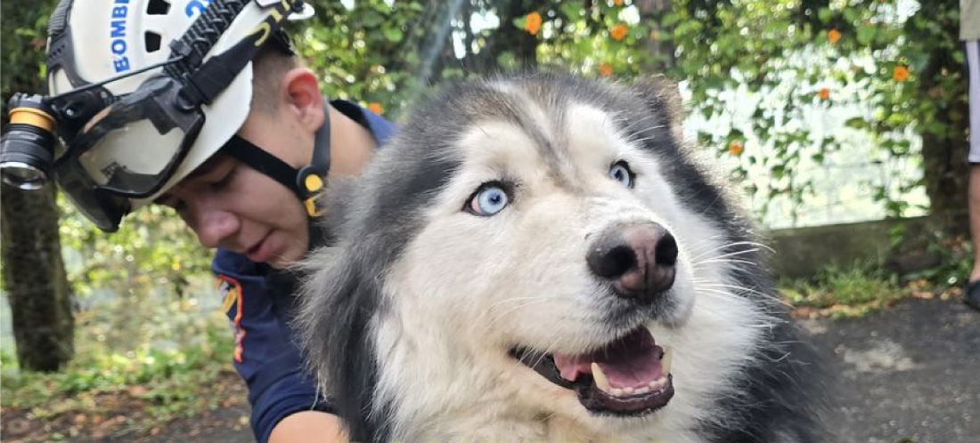 Bomberos de Rionegro rescatan a un perro y un gato atrapados en un muro en San Antonio