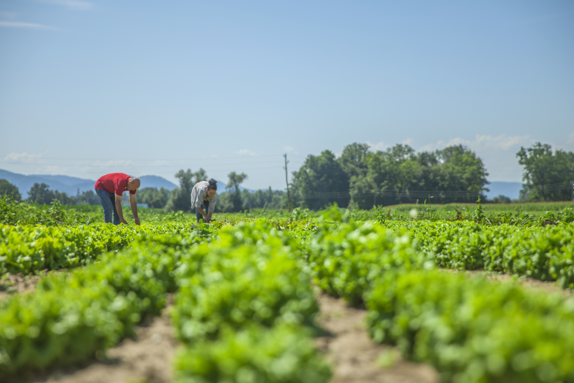 MinCiencias y el Sena lanzan convocatoria para el sector agroalimentario: así puede participar