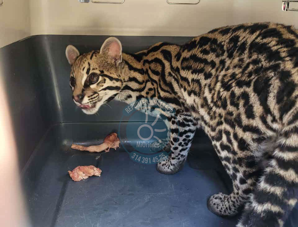 IMG-20250116-WA0078-2