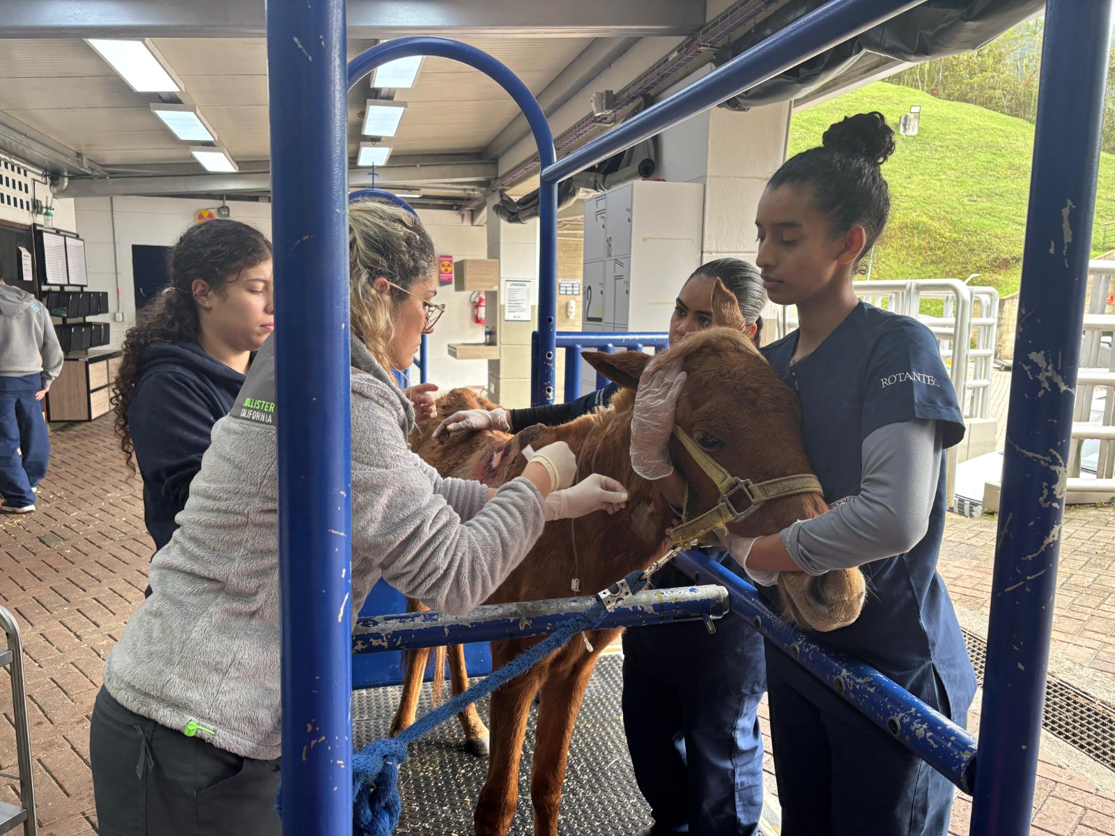 ¡Valiente! Así se recupera el caballo rescatado en el barrio Alto del Medio, en Rionegro