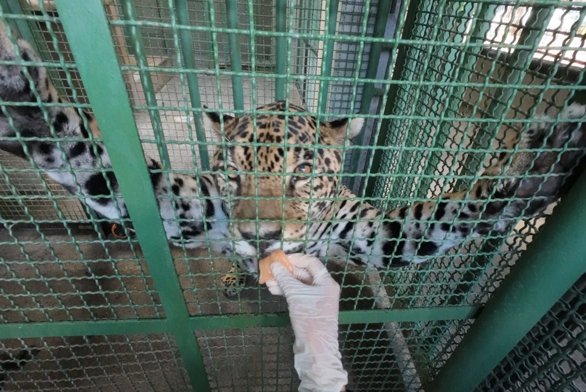 Kiara, el primer jaguar operado de cataratas en Colombia, avanza en su recuperación en la Hacienda Nápoles