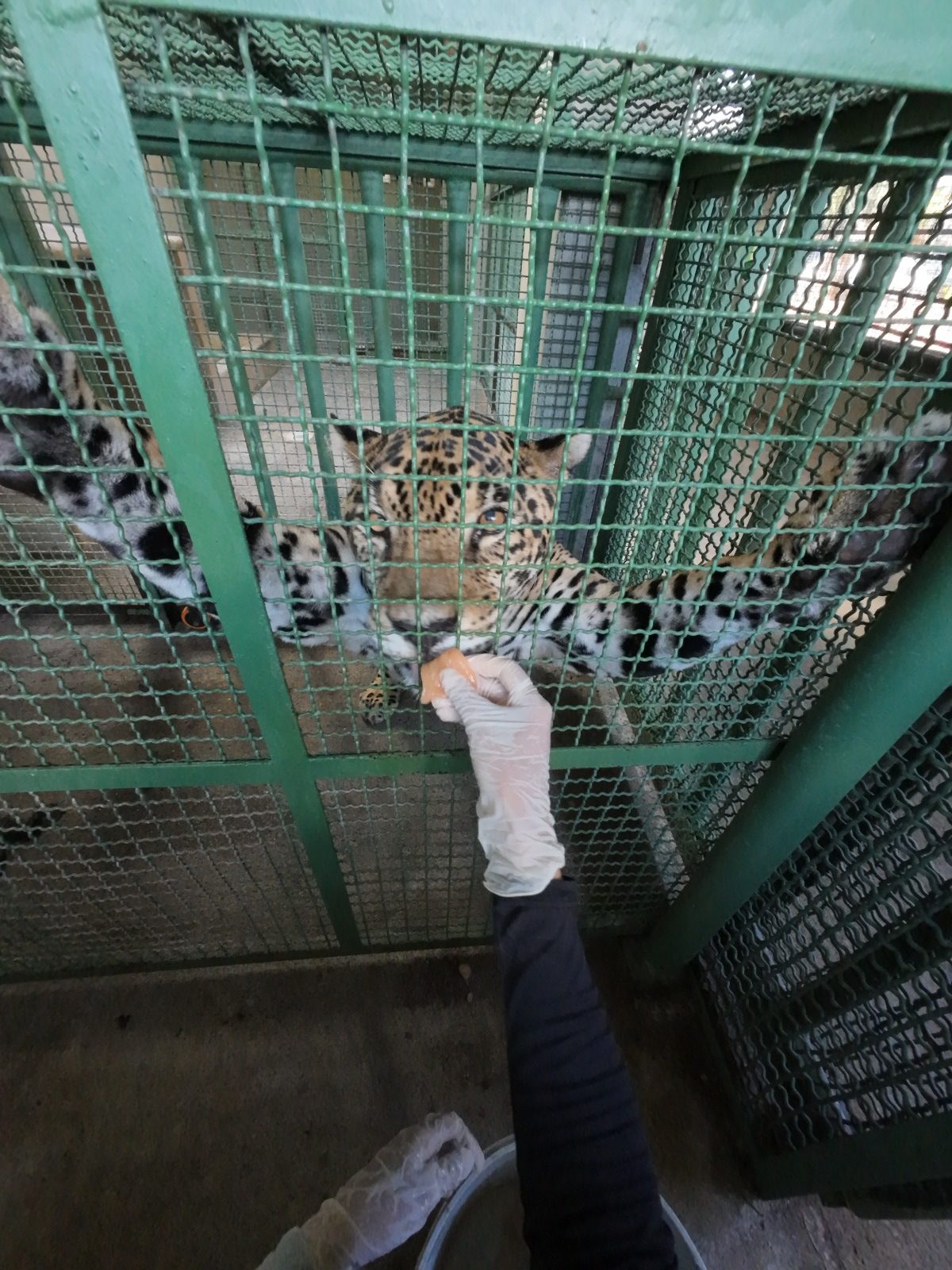 Kiara, el primer jaguar operado de cataratas en Colombia