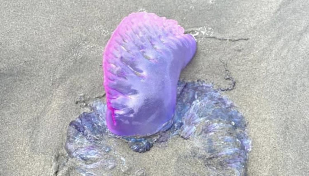 image 88