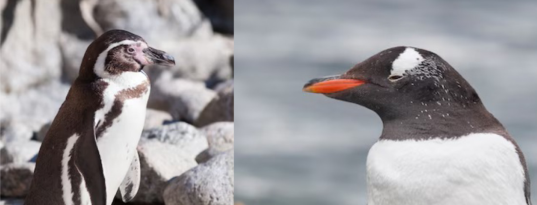 Dato curioso: ¿Sabías que los pingüinos no son pingüinos?