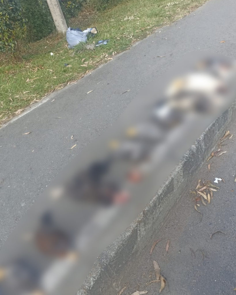 pu animales decapitados