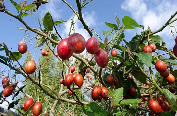 Alcaldía de La Unión monitorea crisis del tomate de árbol ante bajos precios