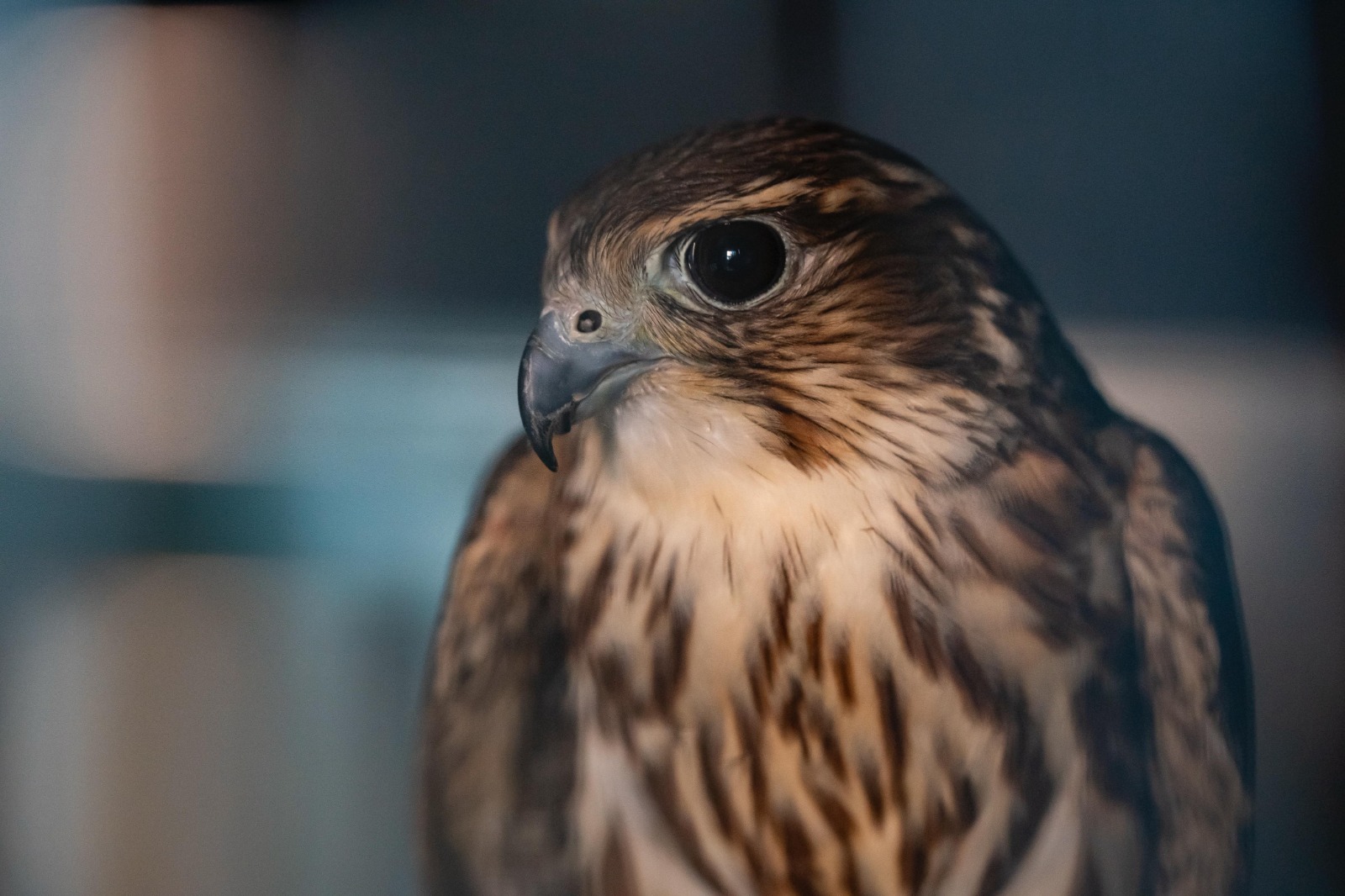 WhatsApp-Image-2025-03-21-at-12.04.09-PM