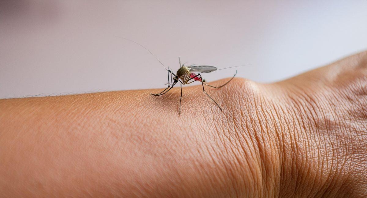 Preocupación por avance de la fiebre amarilla en Colombia. Reforzarán vacunación en Antioquia