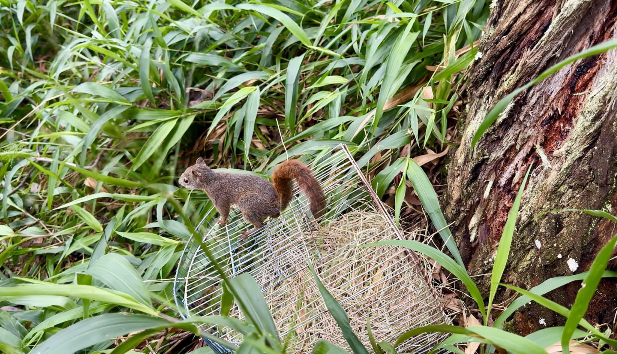 40 animales silvestres atendidos por el Área Metropolitana fueron liberados en La Estrella