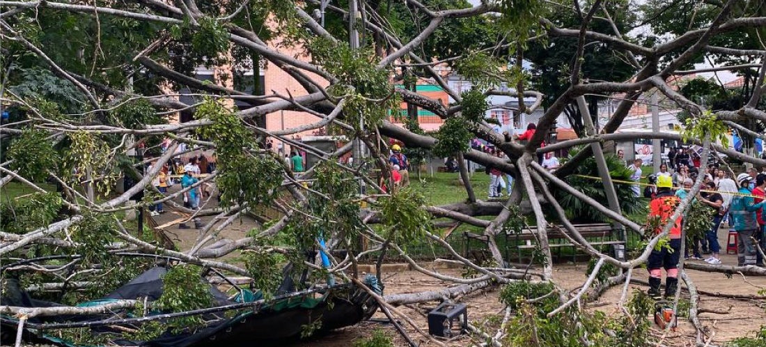 Personería hizo llamado urgente por riesgos de caída de árboles en Medellín