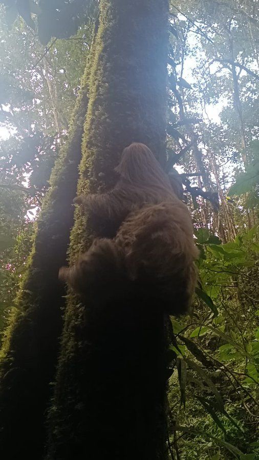 Liberaron en El Retiro a un perezoso de dos dedos rescatado en redes de alumbrado en Llanogrande