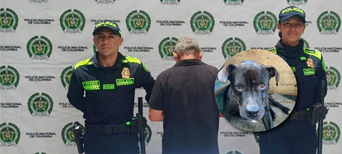 ¿Cómo va el proceso de recuperación del perrito agredido por un hombre en Guarne?
