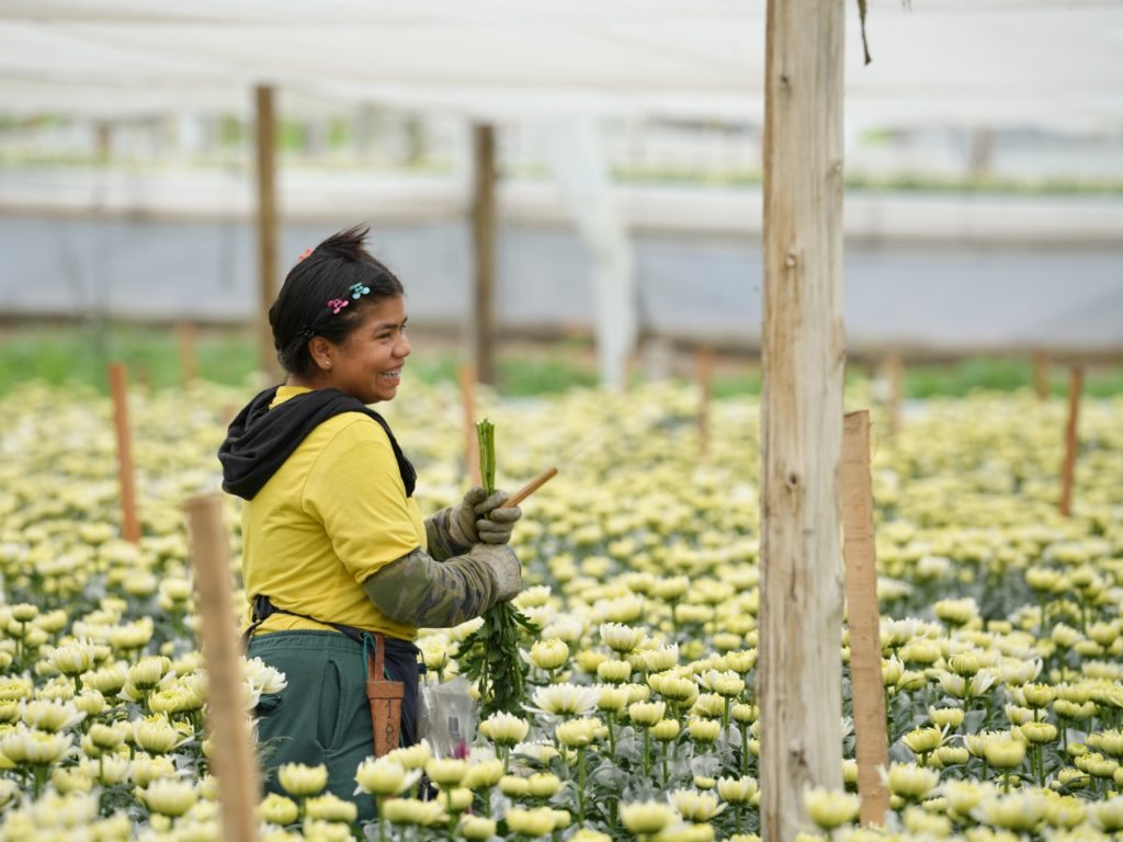 FLORES 1