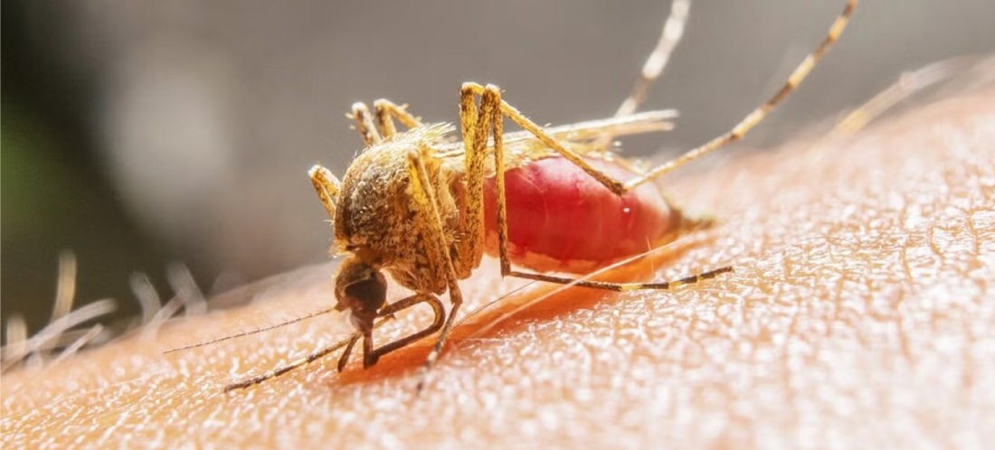 Alerta en Chocó por fiebre amarilla: once casos confirmados y nueve en estudio