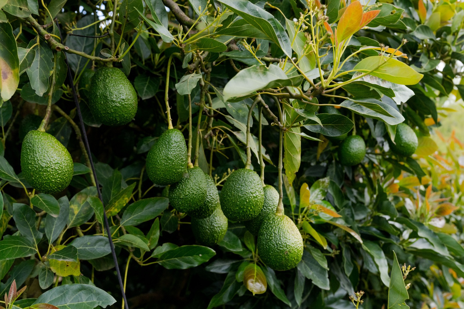 Antioquia exporta más del 50 % del aguacate hass del país: Oriente y Suroeste, las subregiones más productoras