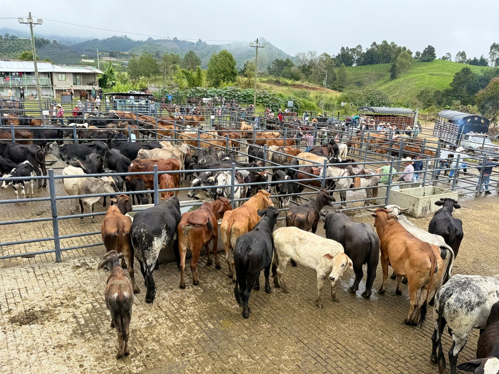 Abejorral inauguró la cuarta etapa de la feria de ganado