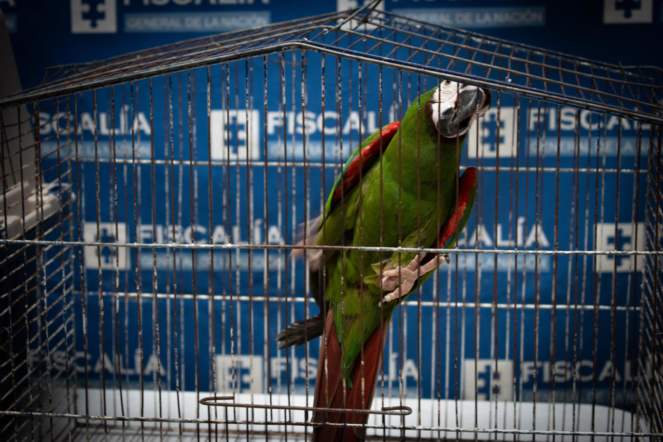 Autoridades rescataron dos guacamayas y dos loros que estaban en cautiverio al interior de una vivienda