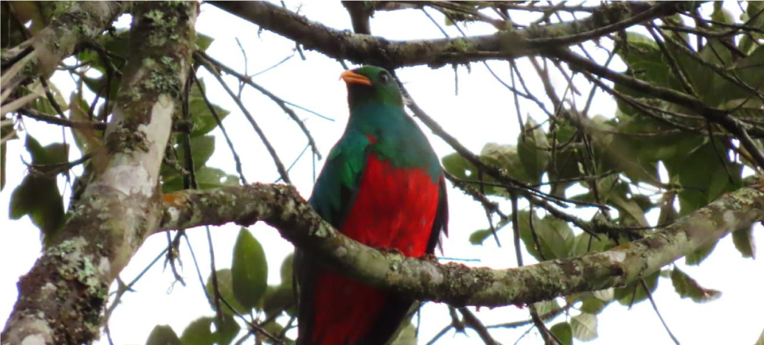 Programa Guardacuencas en Medellín, operado por Masbosques, fortalece la protección de 276 especies de aves