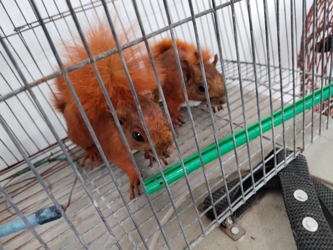 Incautaron 10 animales silvestres en Itagüí: tenían como mascotas a dos ardillas