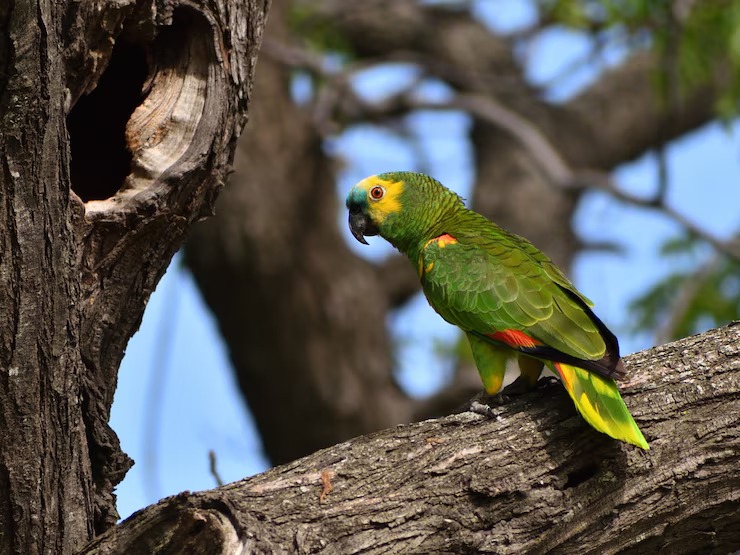 ¿Tiene un loro como mascota en casa? Esta es la multa a la que se está exponiendo
