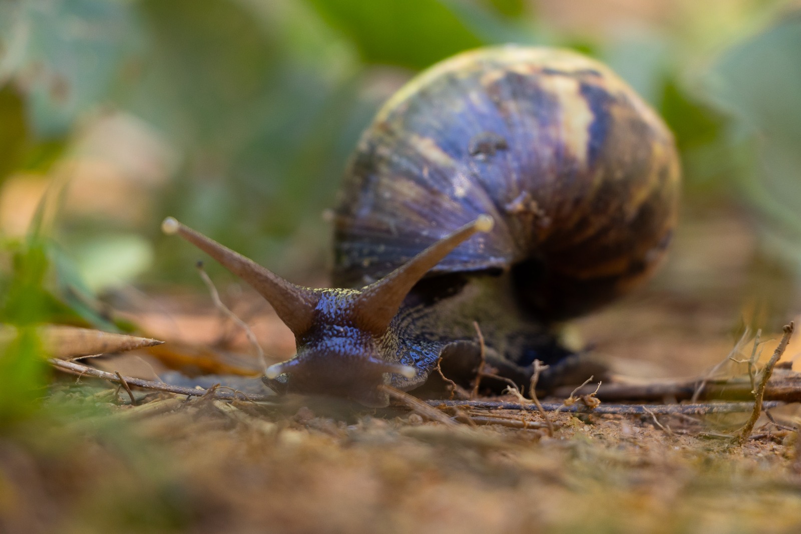 Cornare alerta por presencia del caracol africano en la región, ya son ocho municipios con reportes