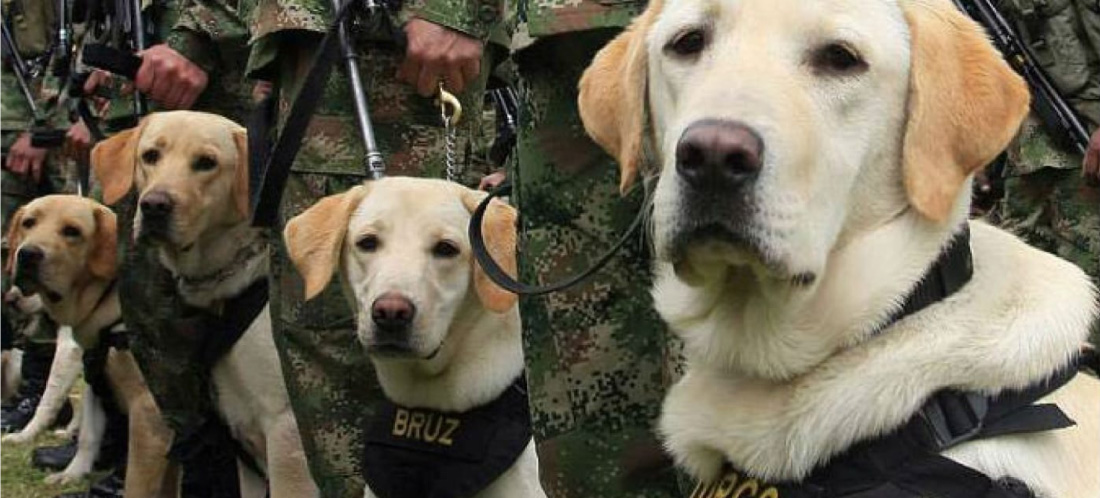 Activación de mina antipersonal en Valdivia dejó como saldo un perro fallecido y seis militares heridos