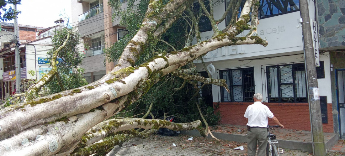 Un árbol cayó en inmediaciones de la terminal de transporte de La Ceja