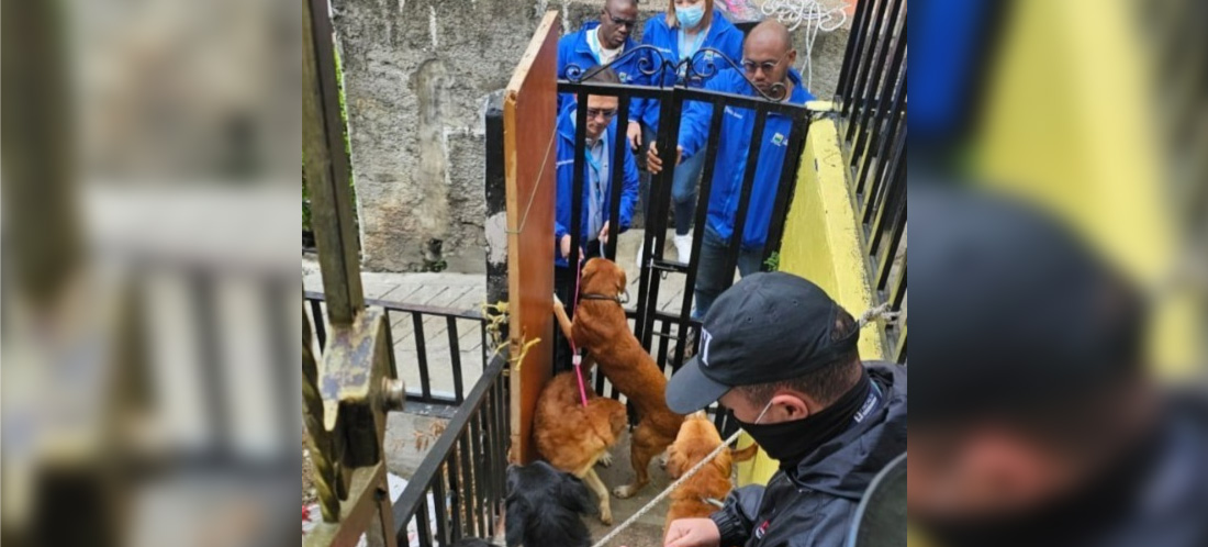 Judicializaron a dueños de seis perros que al parecer los abandonaban en precarias condiciones en Medellín y Bello