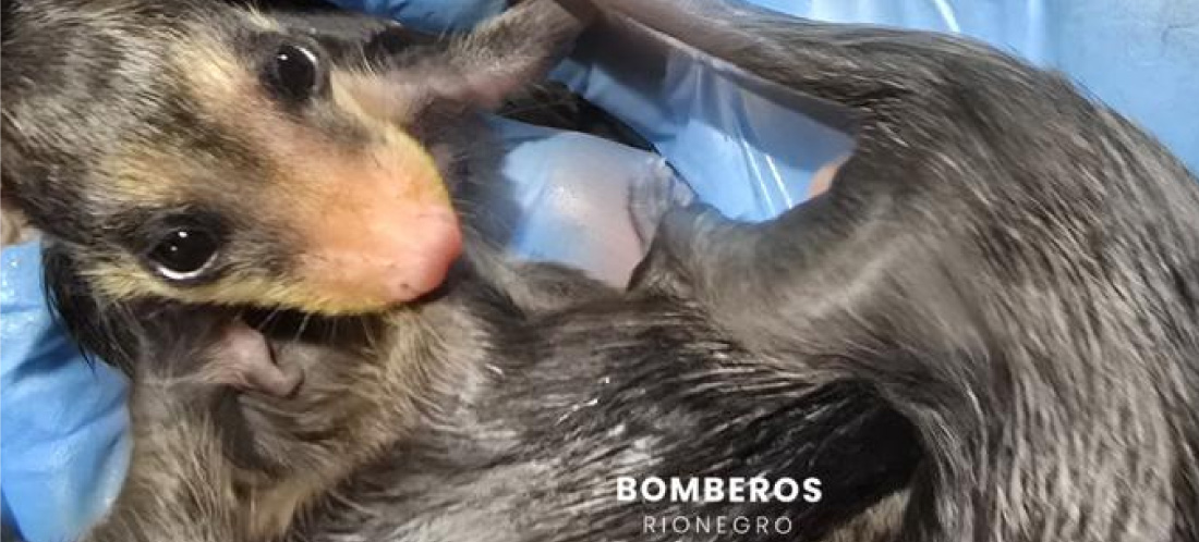 Comunidad rescató a tres zarigüeyas bebés en Rionegro; el Cuerpo de Bomberos las puso a salvo