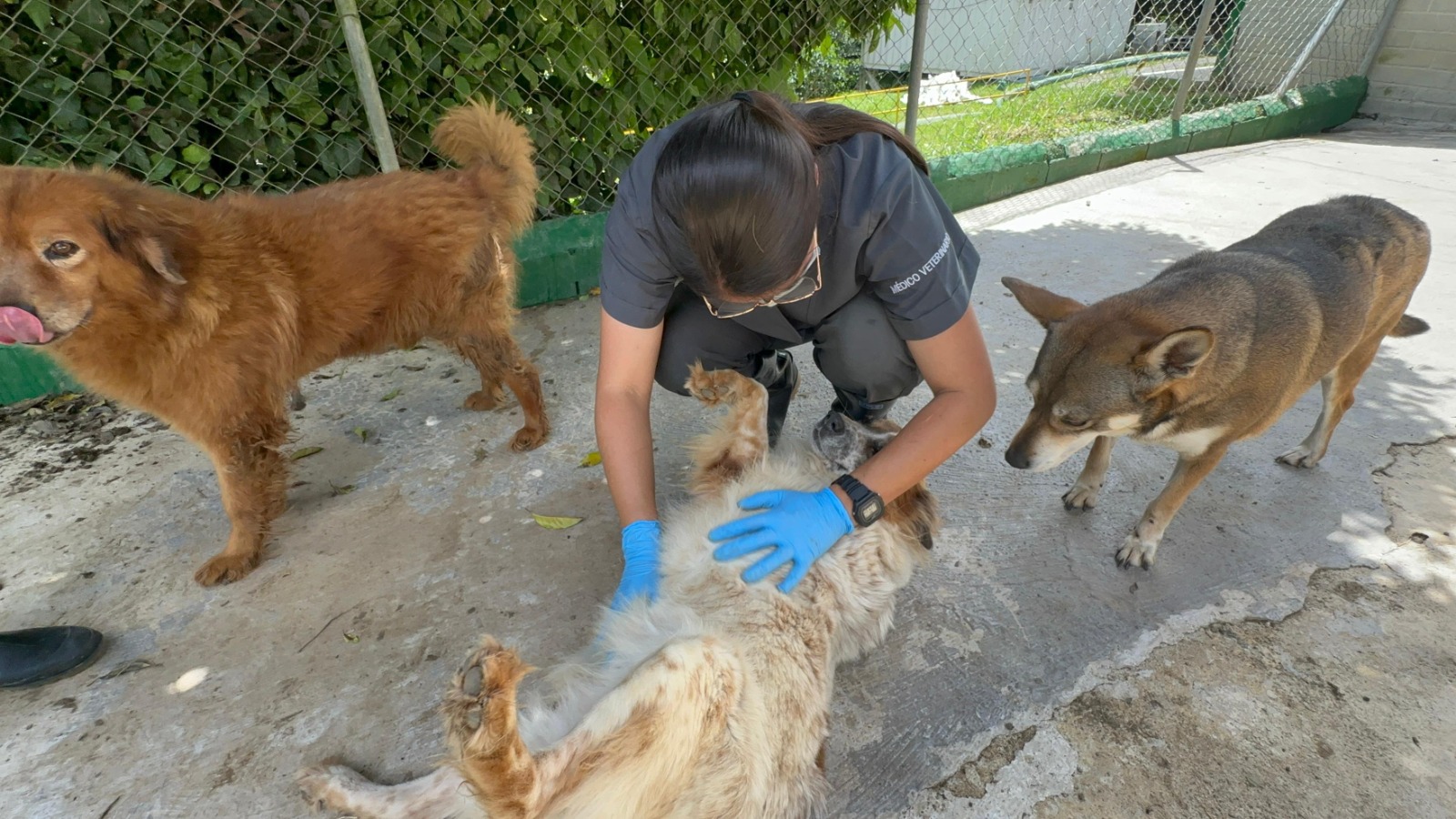 Tras denuncias en redes, la Alcaldía de Medellín reafirma su compromiso con el bienestar animal en La Perla
