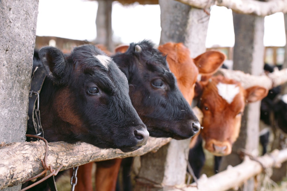 Por cerca de 10 meses, campesinado de San Vicente Ferrer no ha podido adquirir la guía de movilización de ganado en su municipio