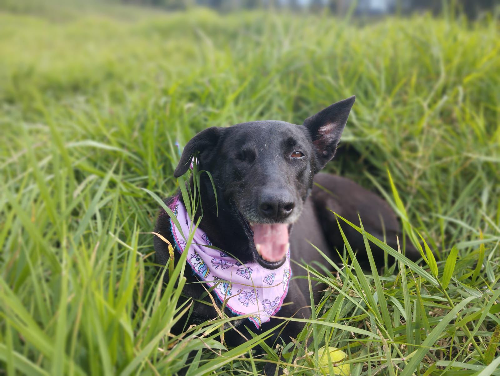 Negra, la perrita que vive en la UdeA Oriente, necesita de nuestra ayuda: está hospitalizada