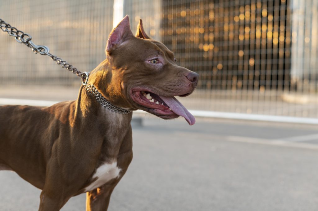 Un hombre muere tras ataque de un pitbull en India