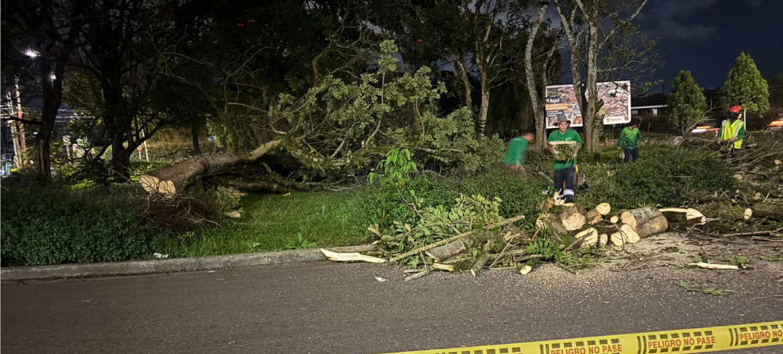 Árboles de glorieta de la Somer, en Rionegro, fueron trasplantados para avanzar en obra vial