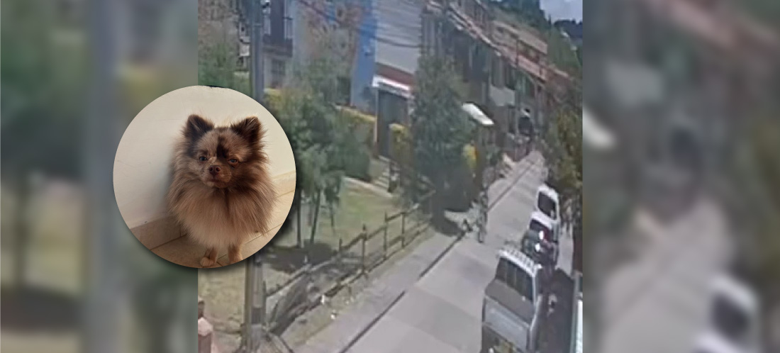 Un perro mató a otro canino en La Ceja; familia busca a la propietaria del animal agresor