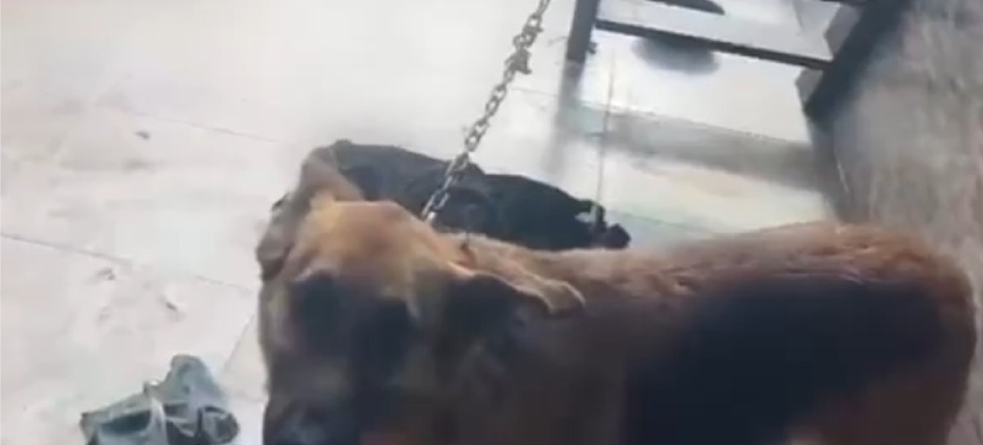 La Policía halló dos perros amarrados en una vivienda de Medellín: uno ya había fallecido