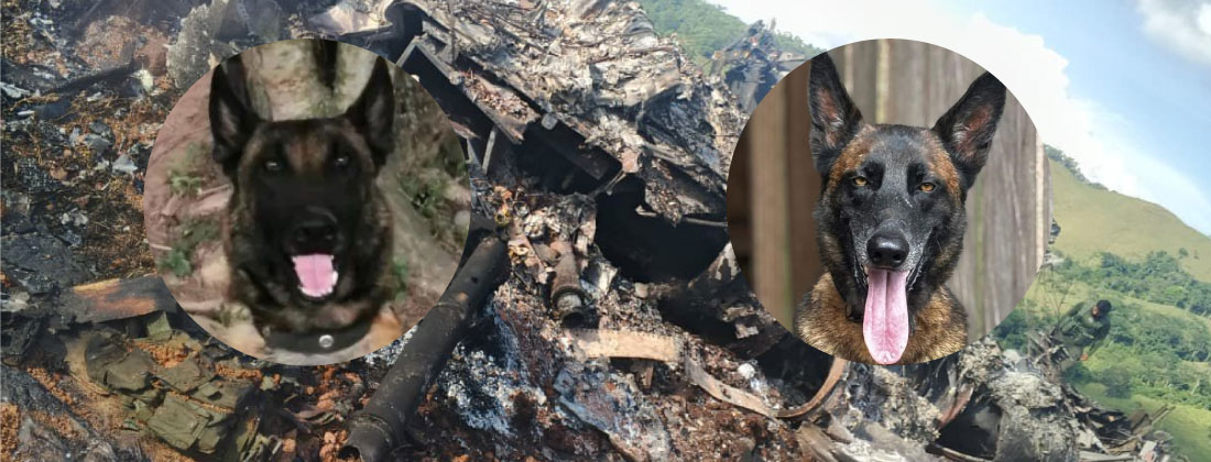 Telmo y Léster, los perros héroes que murieron en el ataque a helicóptero en Amalfi