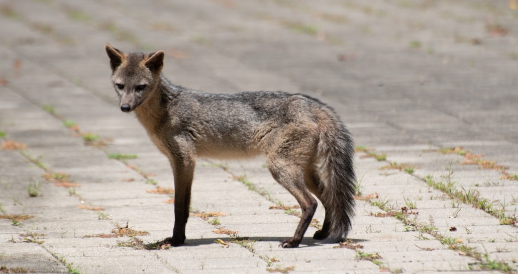 Zorro perros, pumas y mapaches, entre las 21 especies de mamíferos registradas en la ruralidad de Medellín