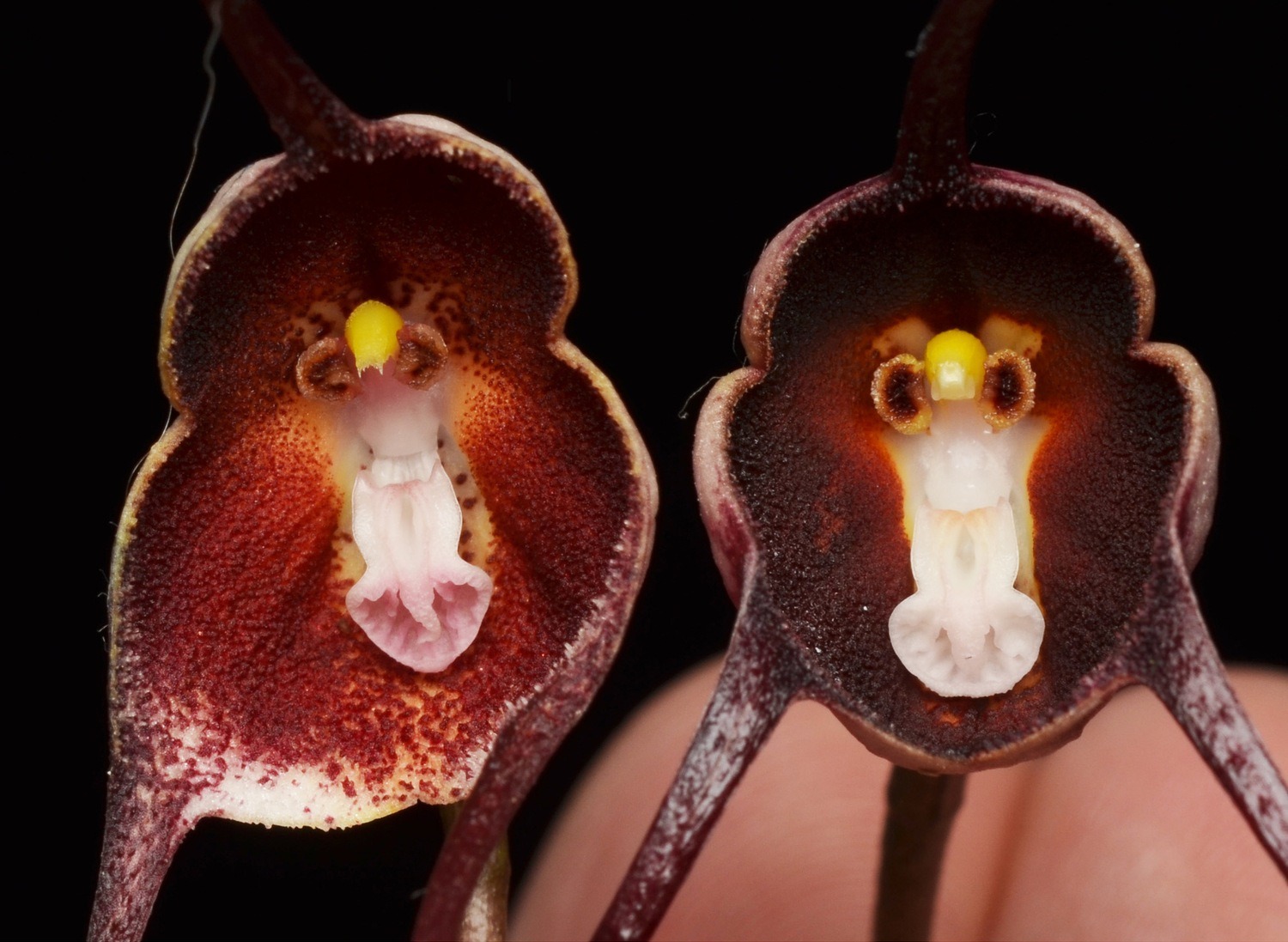 Descubren en Urrao la Dracula colombiana, una nueva orquídea para la ciencia