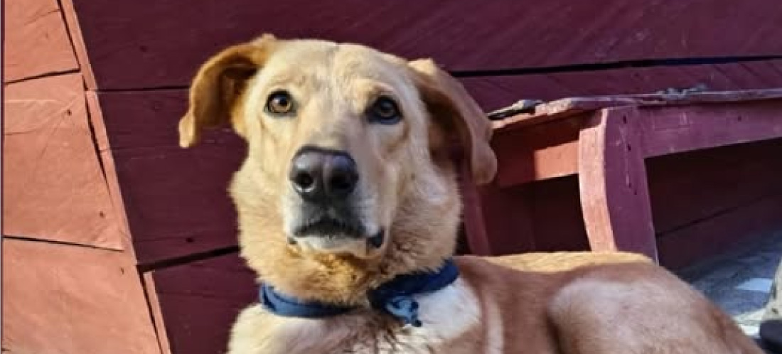 Bomberos de San Rafael reportan desaparición de su perro Póker