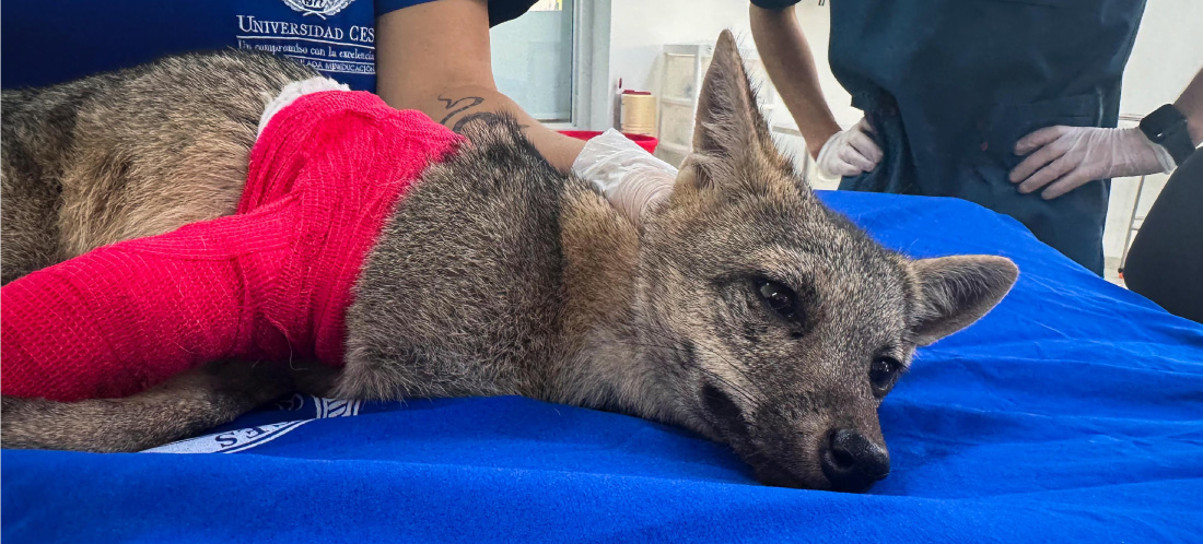 Cerca de 380 animales silvestres han sido atropellados desde el 2024 en el Valle de Aburrá: el 70 % no sobrevive
