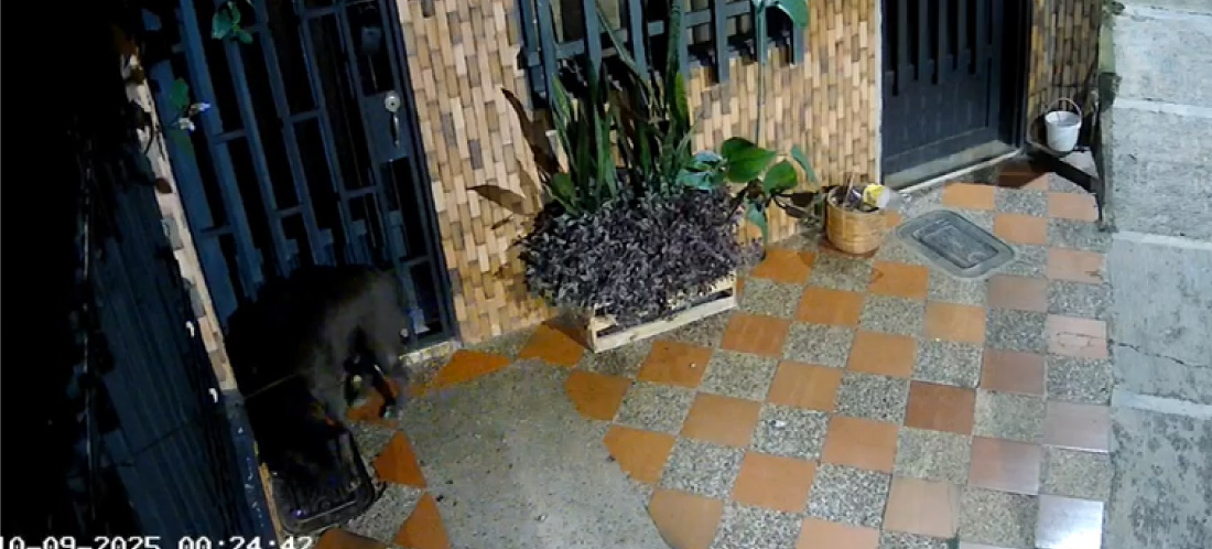 Animalistas denuncian nuevo caso de maltrato animal en El Peñol