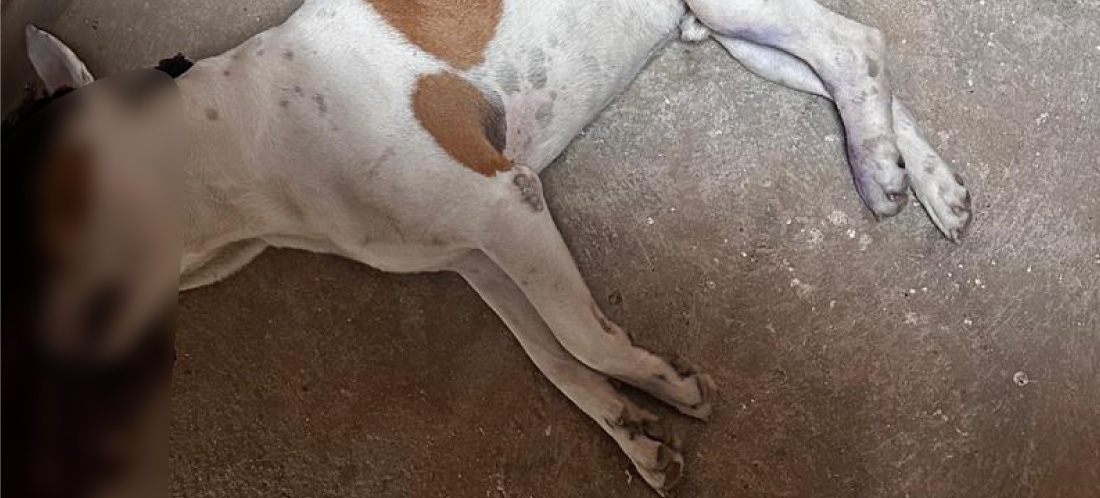 Indignación en El Peñol: comunidad exige justicia por el asesinato de un perrito guardián