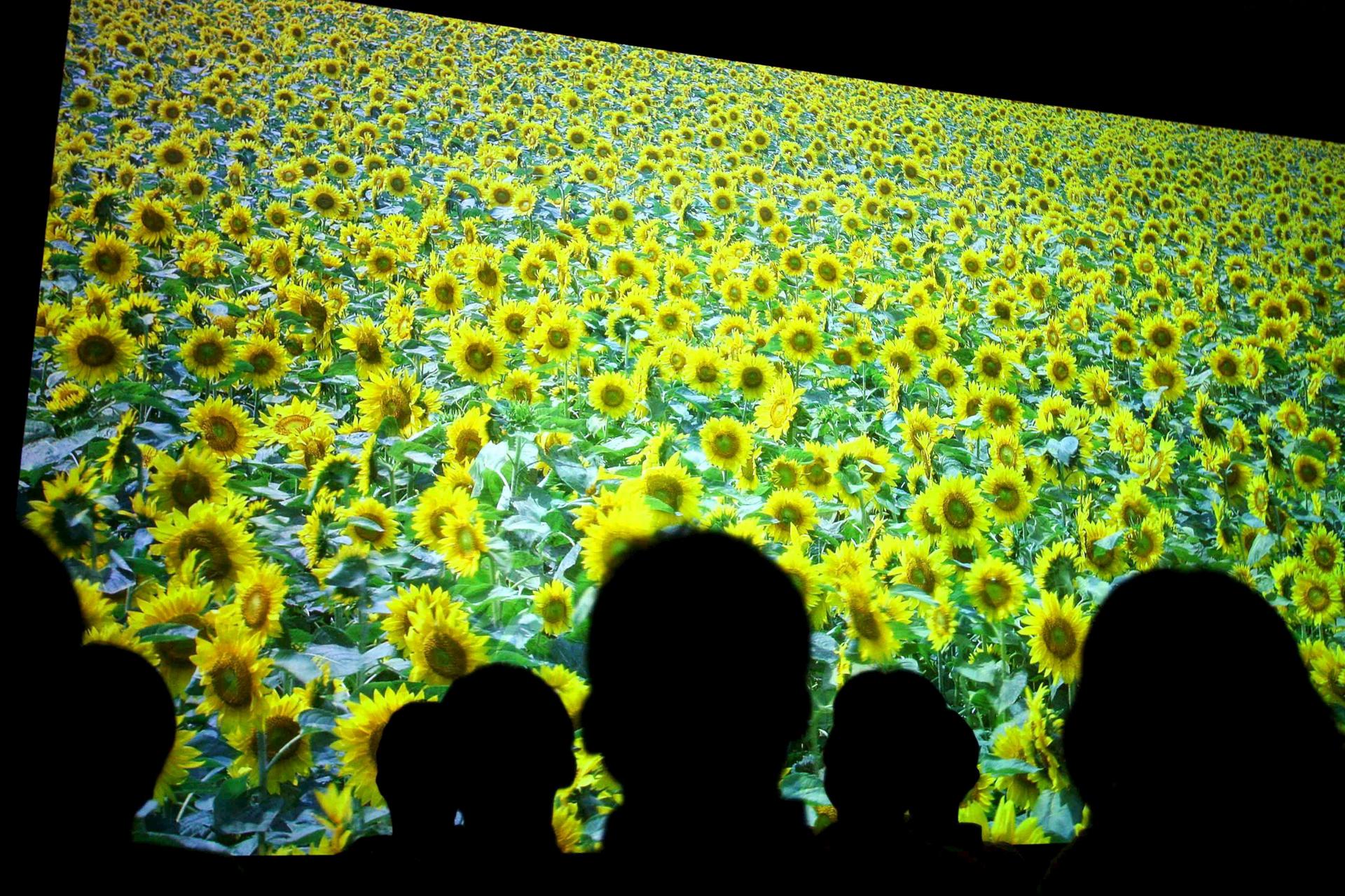 ¿Vale la pena una televisión de ultra-alta definición? Los científicos aseguran que no