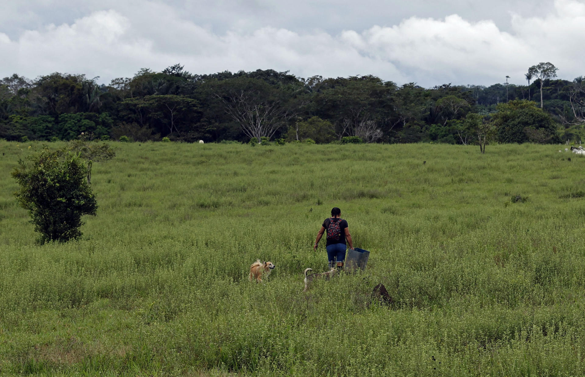 En 2024 se deforestaron 8,1 millones de hectáreas de bosque en el mundo, según un informe
